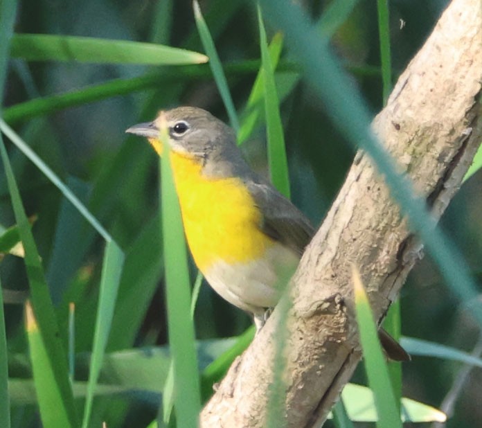 Yellow-breasted Chat - ML623541343