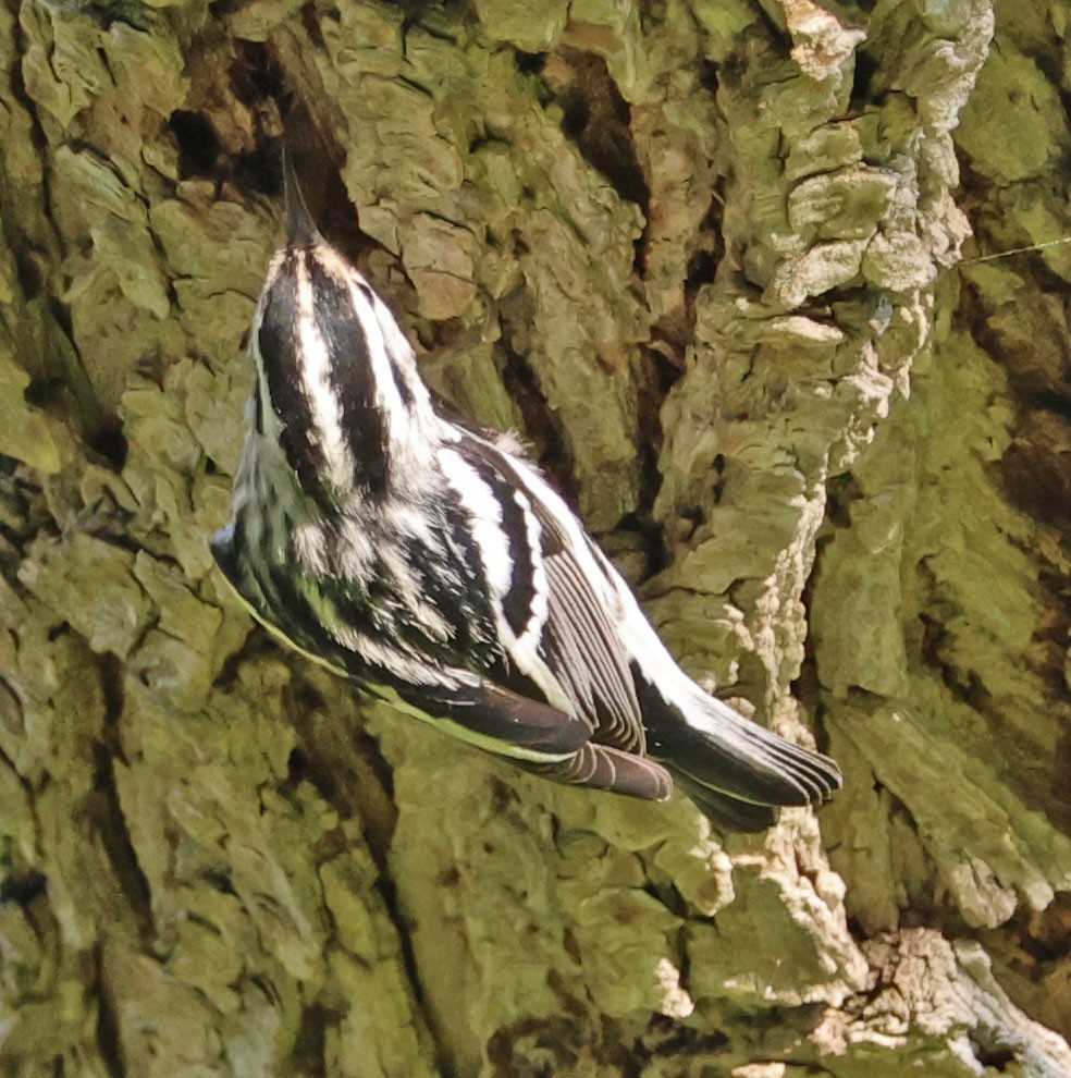 Black-and-white Warbler - Diane Etchison