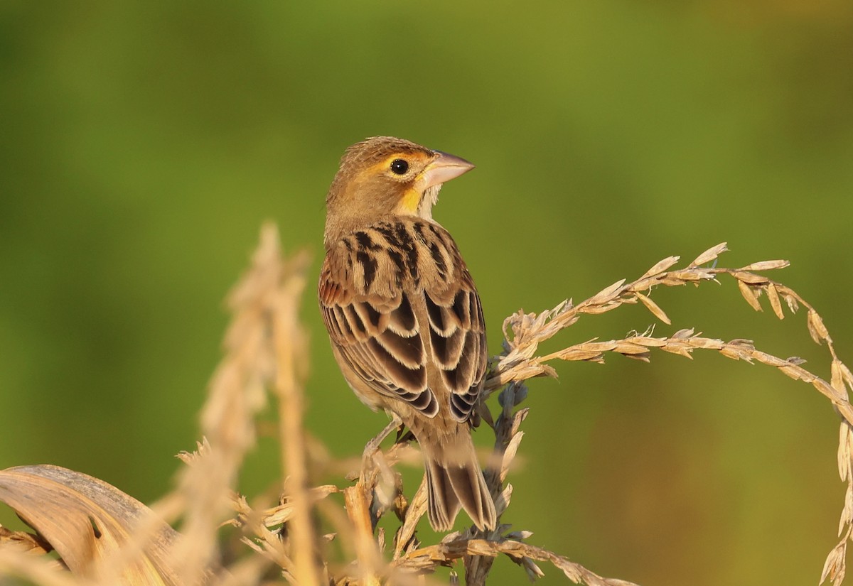 Dickcissel - ML623541417