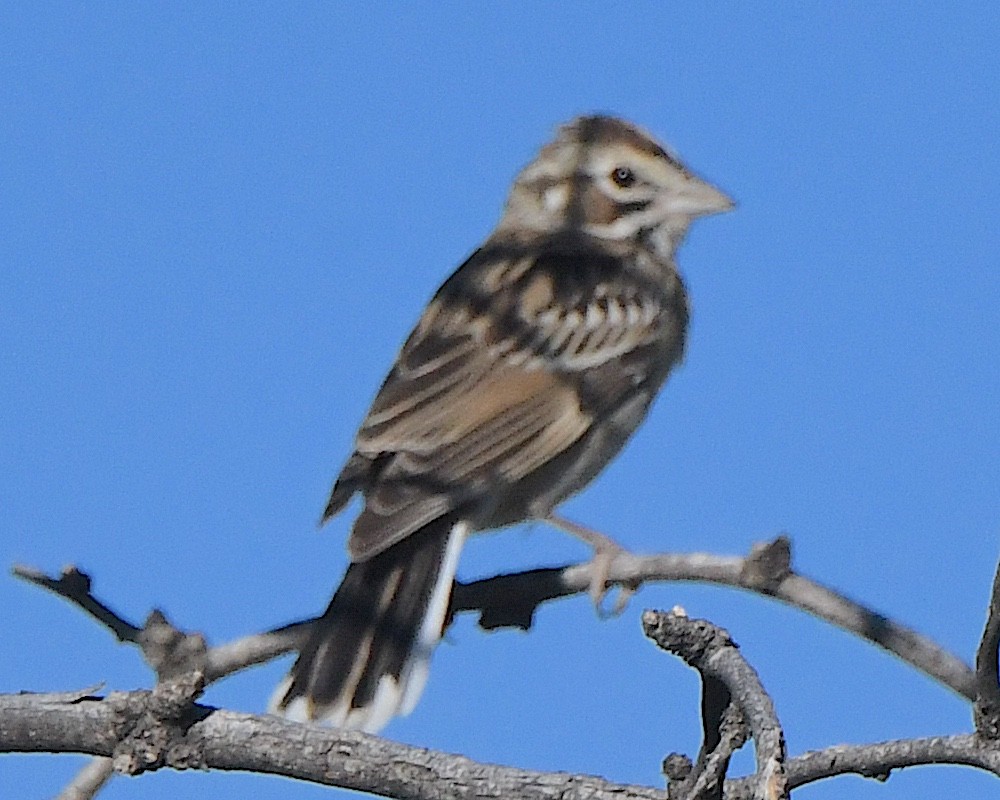 Lark Sparrow - ML623541423