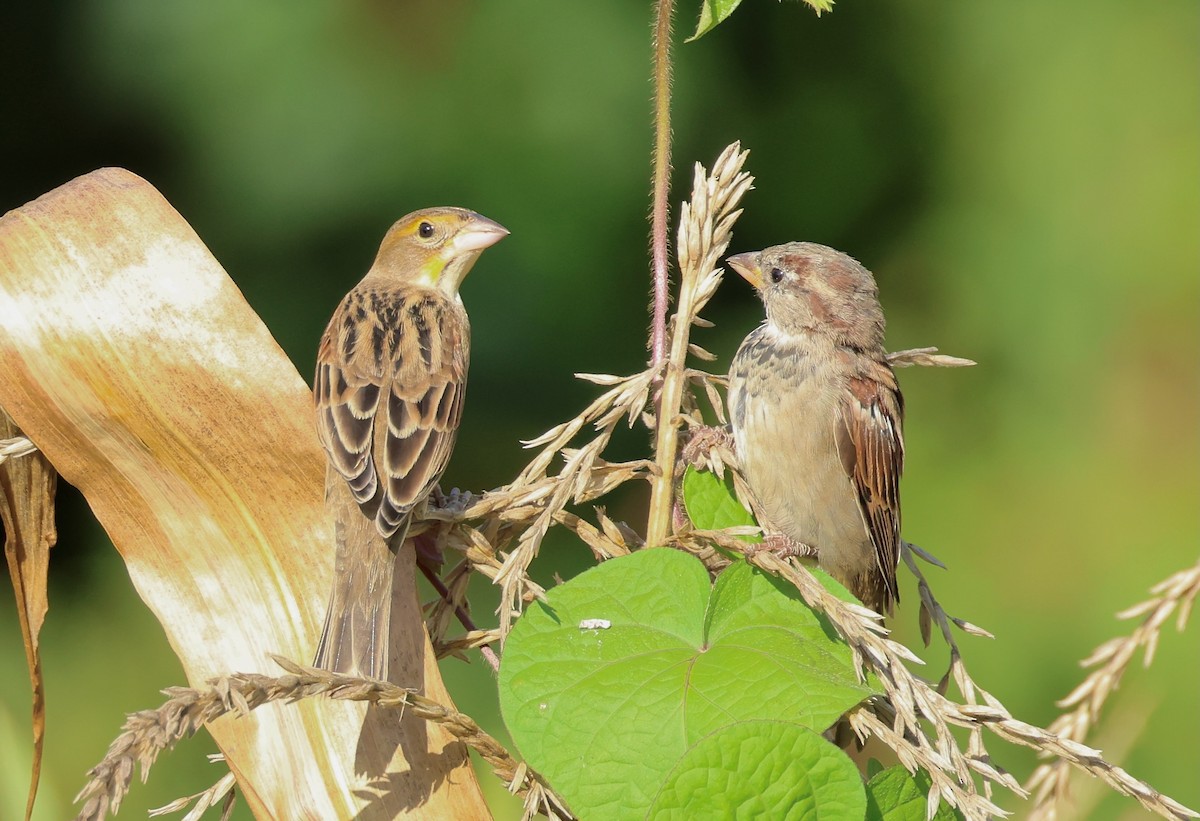 Dickcissel - ML623541425