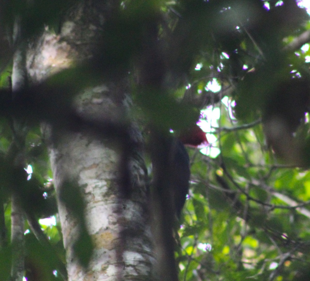 Robust Woodpecker - ML623541435