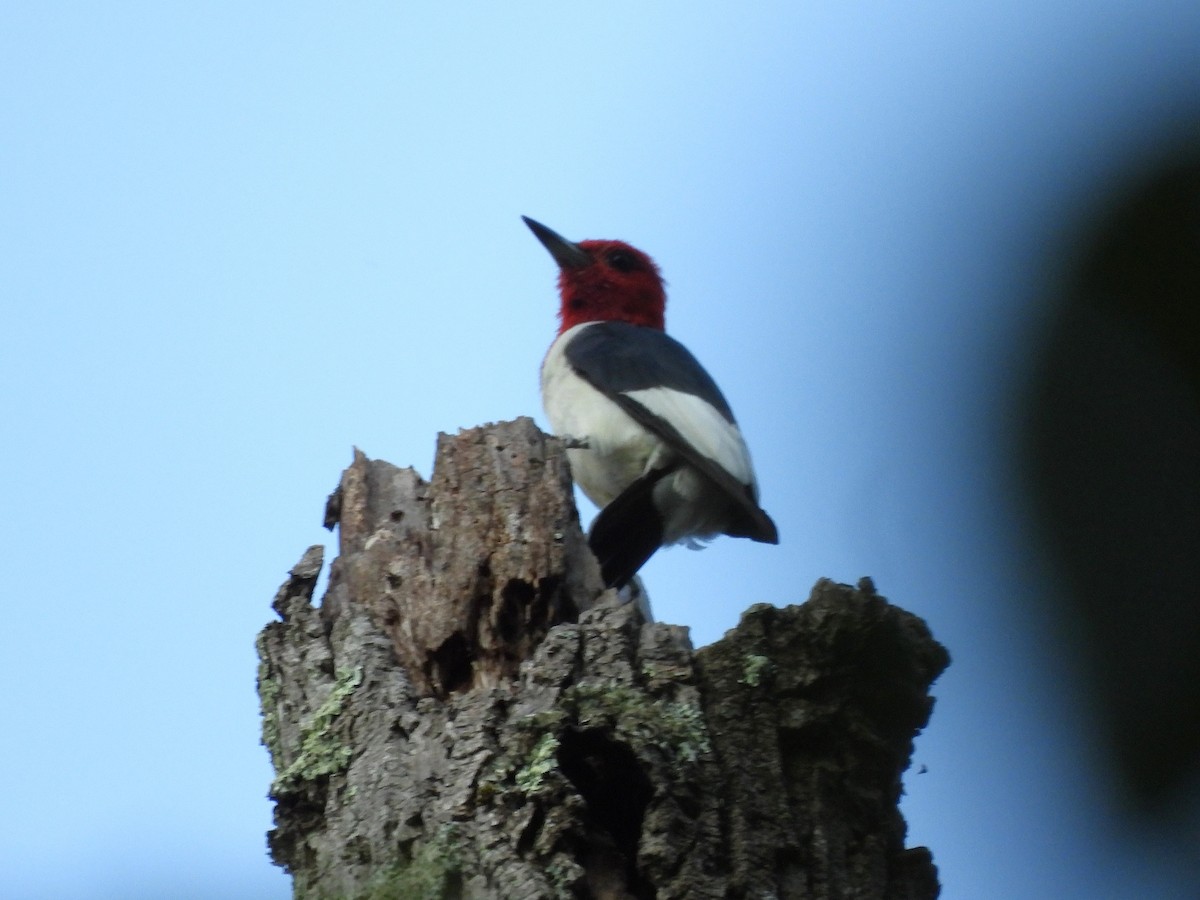 Pic à tête rouge - ML623541438