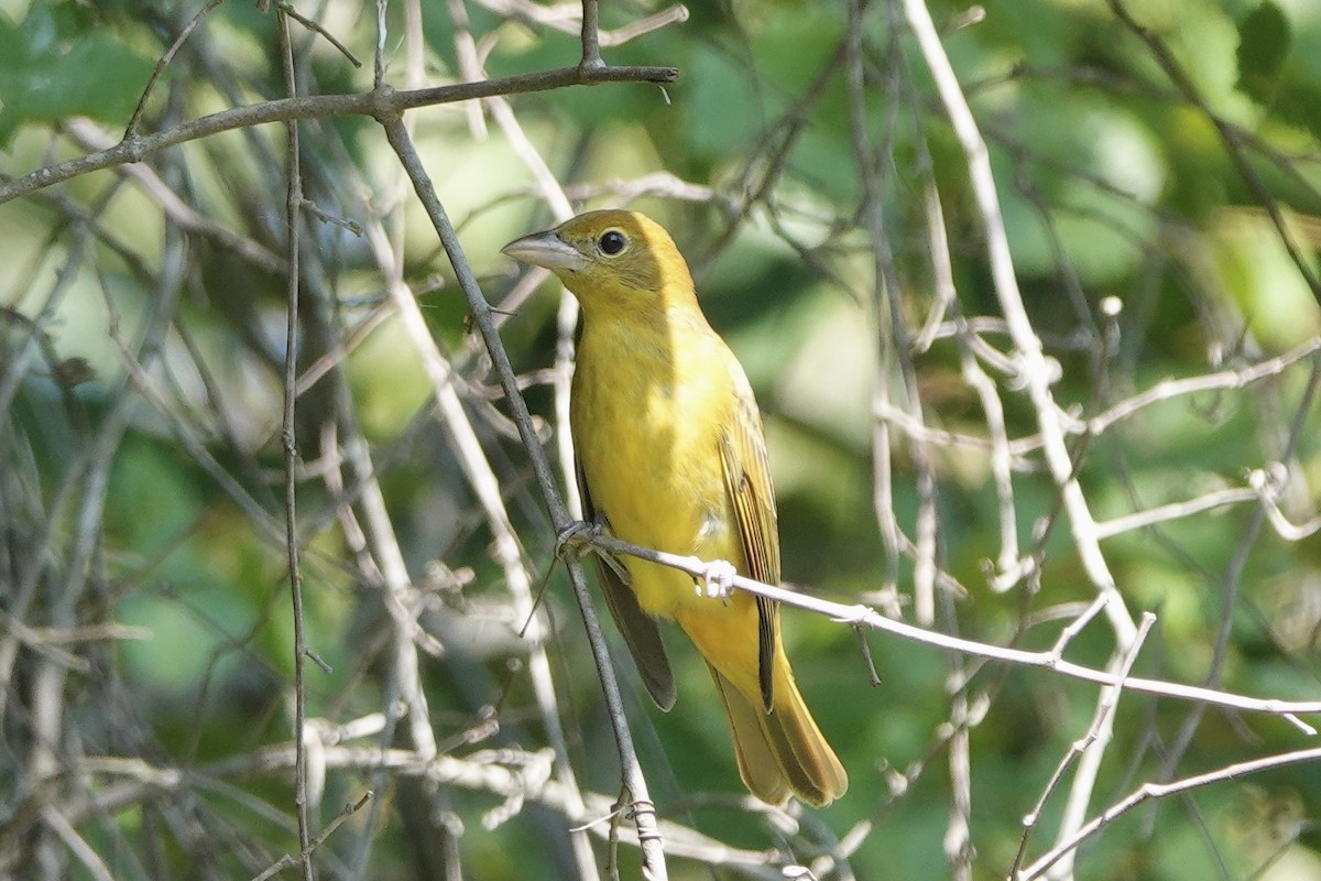 Summer Tanager - ML623541465