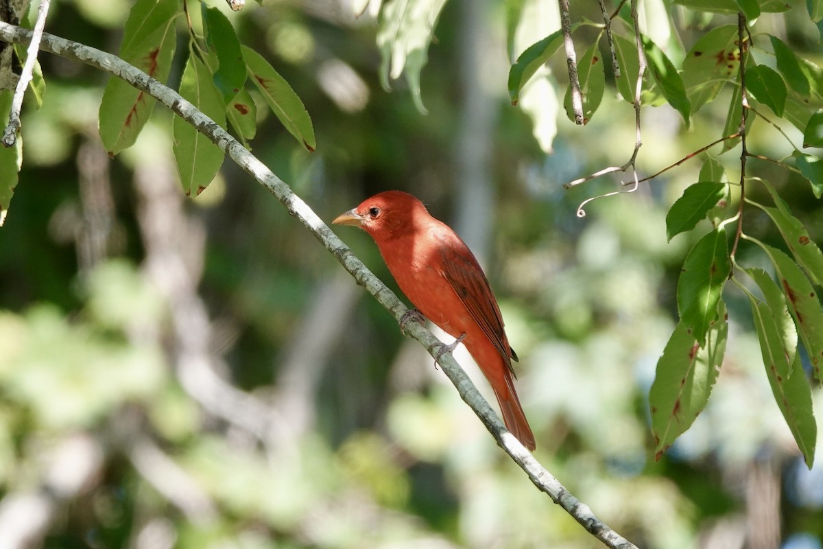 Summer Tanager - ML623541466