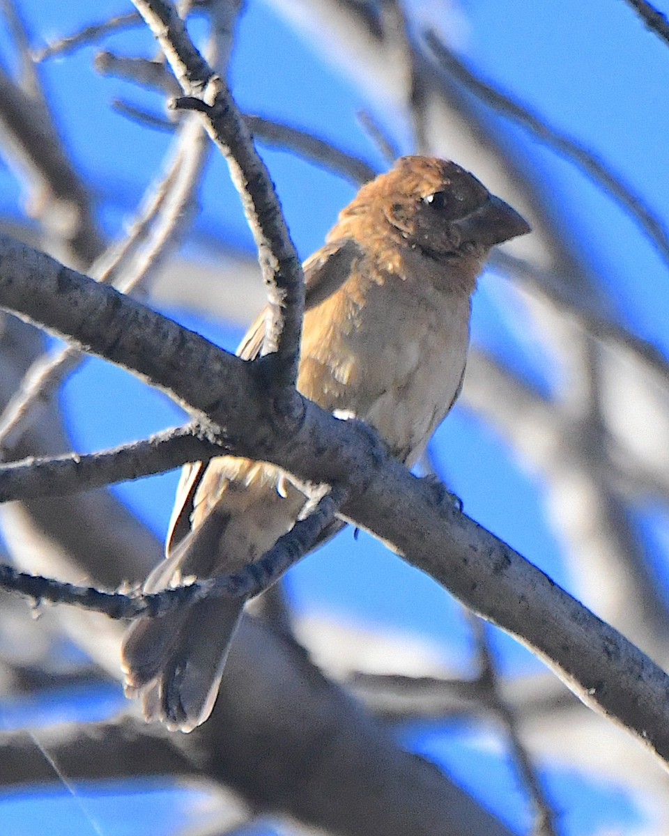 Blue Grosbeak - Ted Wolff