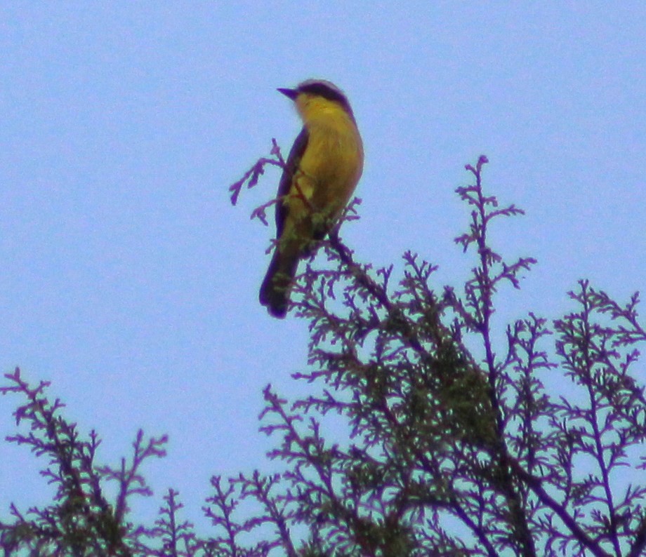 Three-striped Flycatcher - ML623541531