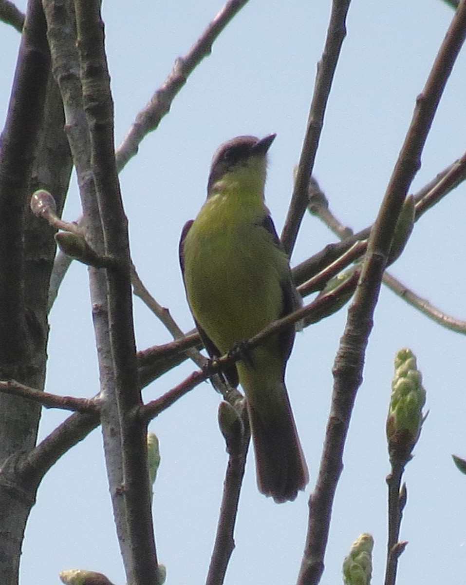 Three-striped Flycatcher - ML623541532