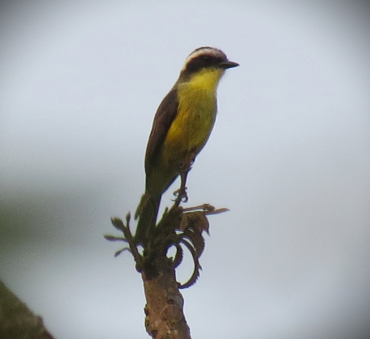 Three-striped Flycatcher - ML623541533