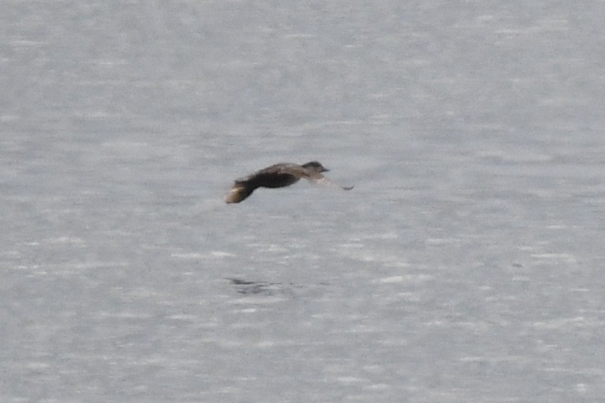 Black Scoter - Charlie Wright