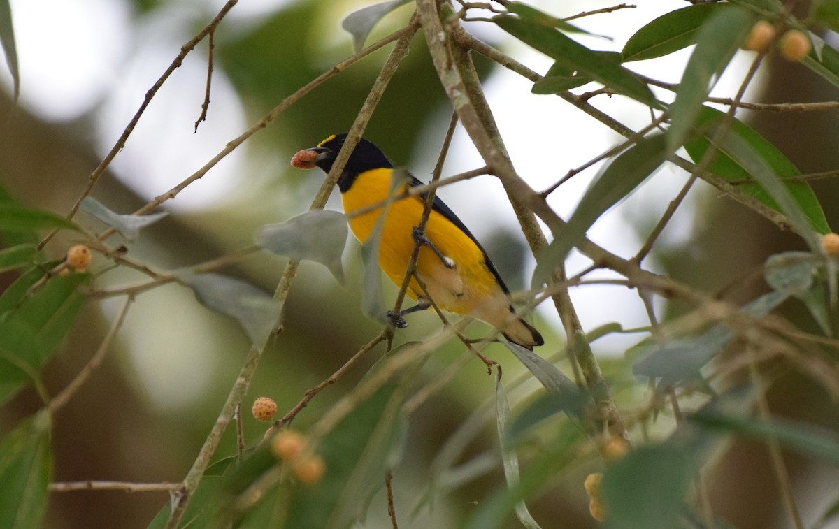 White-vented Euphonia - ML623541571