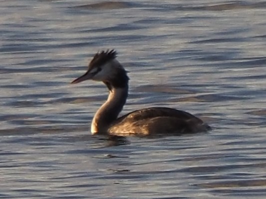 Great Crested Grebe - ML623541588