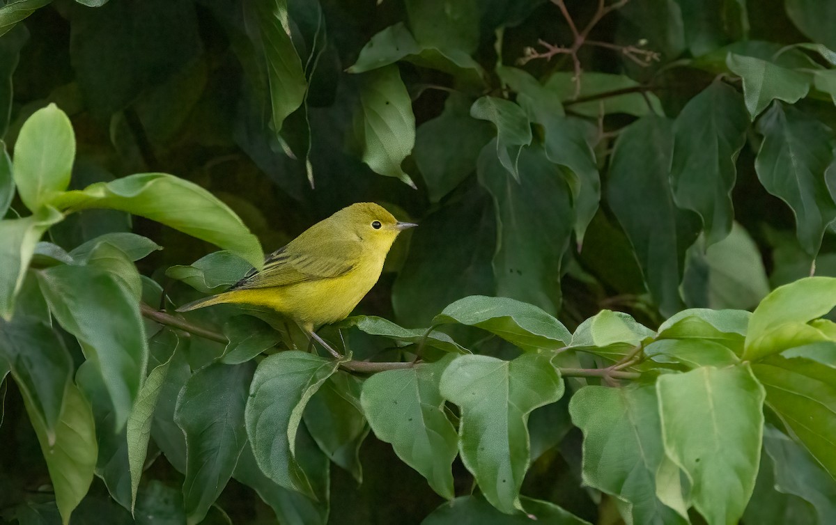 Yellow Warbler - ML623541594