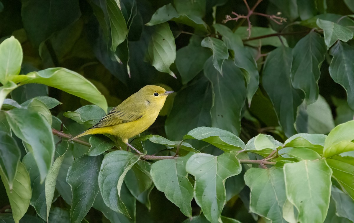 Yellow Warbler - ML623541595