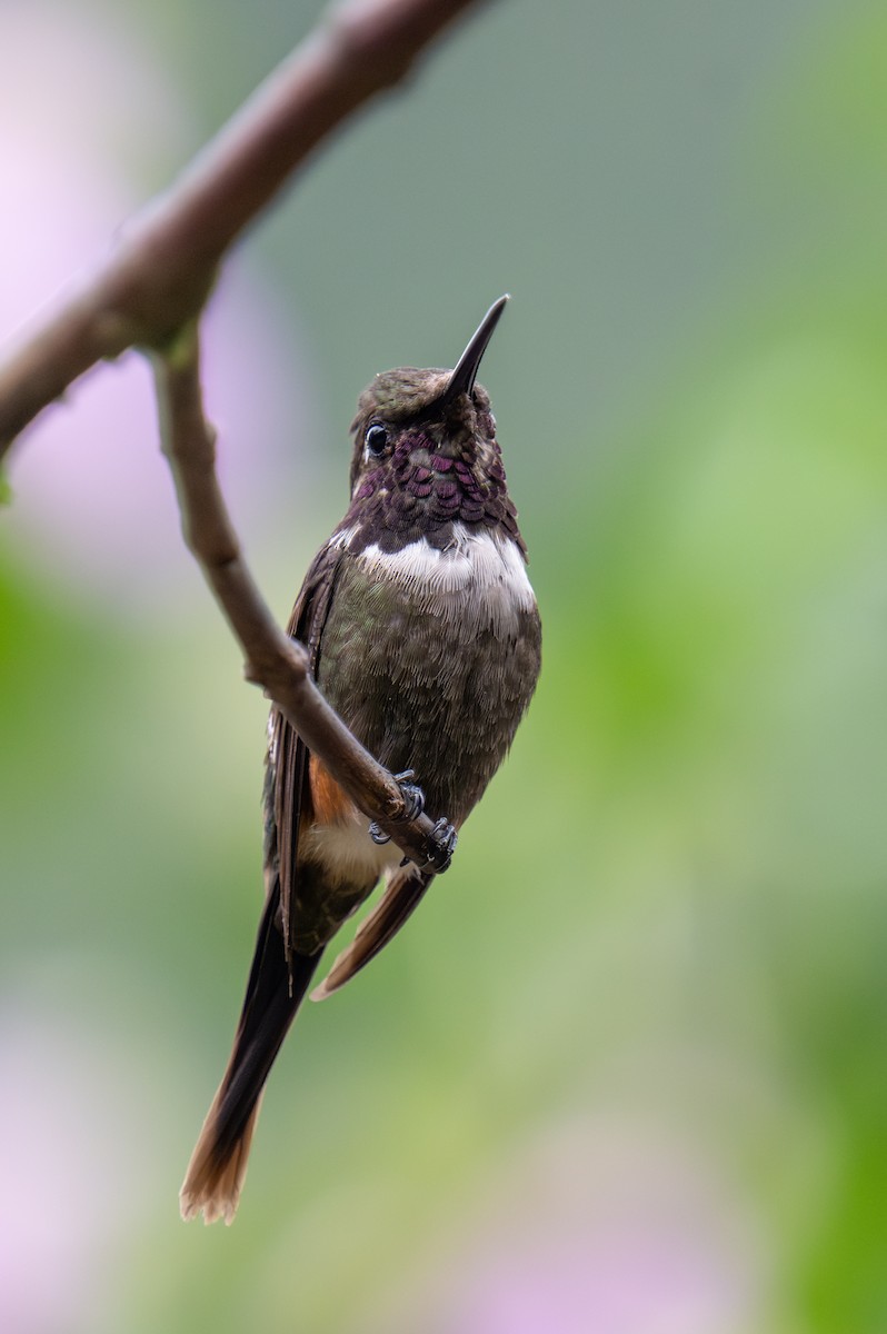 Colibrí de Mitchell - ML623541623