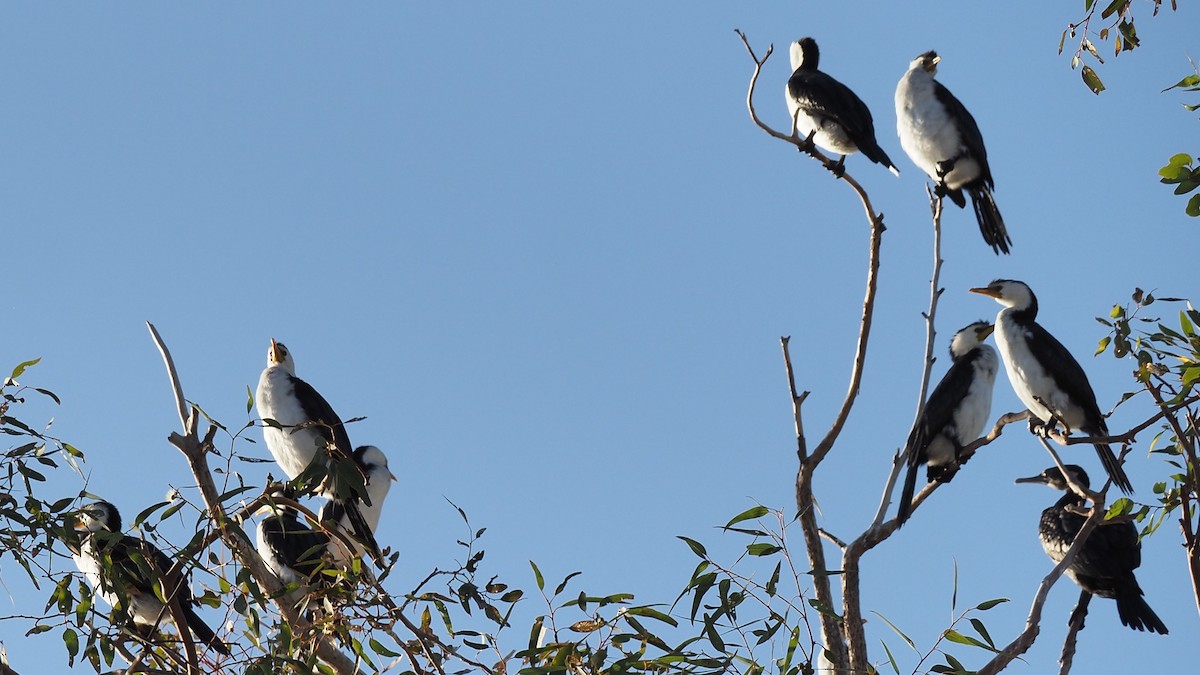 Little Pied Cormorant - ML623541625