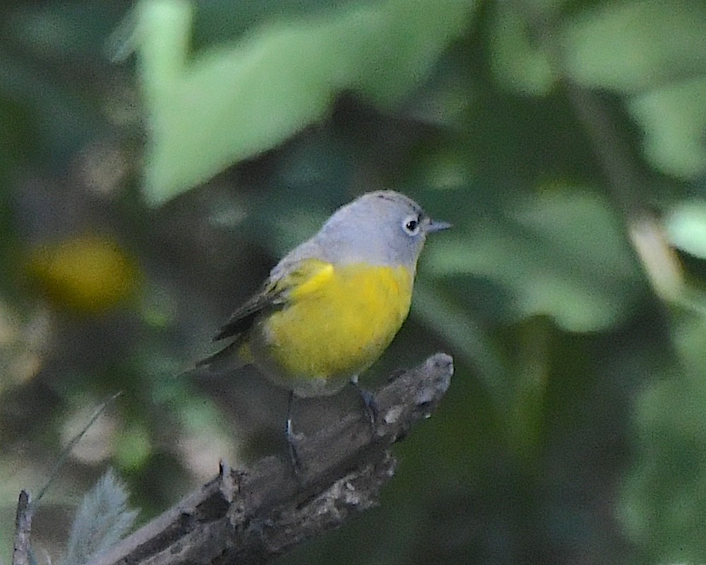 Nashville Warbler - ML623541646