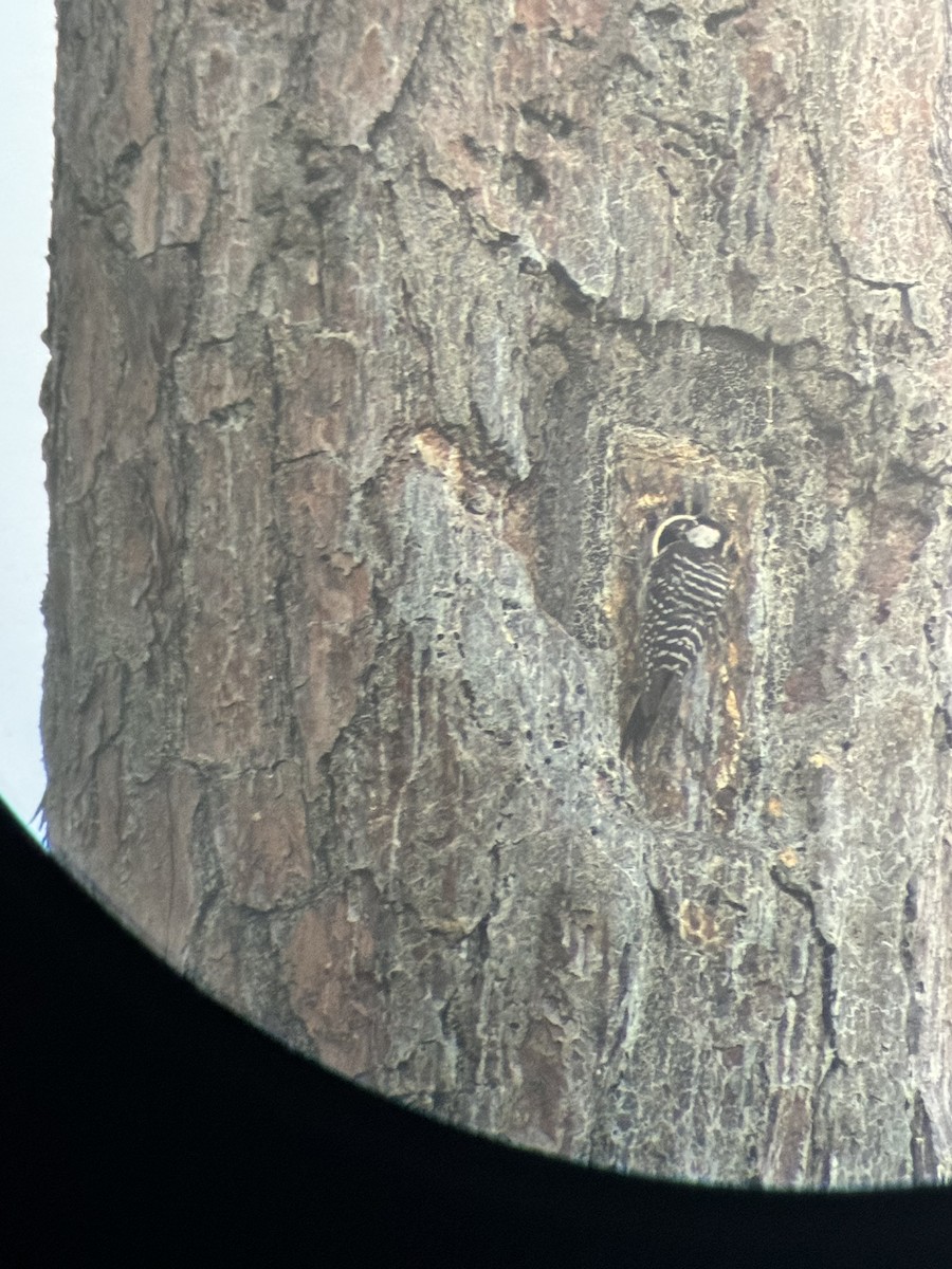 Red-cockaded Woodpecker - ML623541658