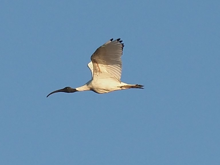 Australian Ibis - ML623541669