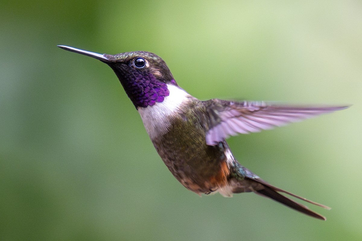 Colibrí de Mitchell - ML623541678