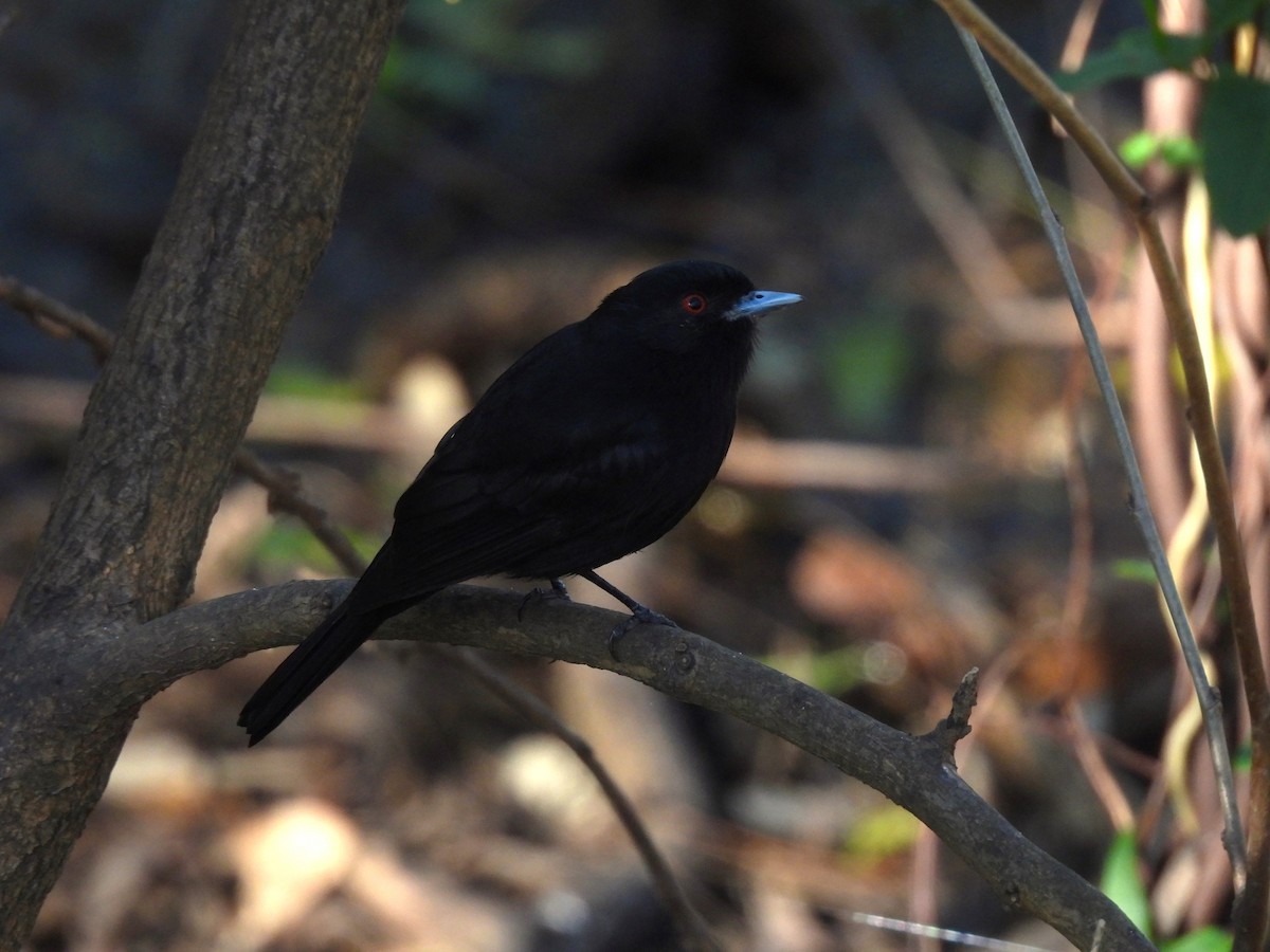 Blue-billed Black-Tyrant - ML623541695