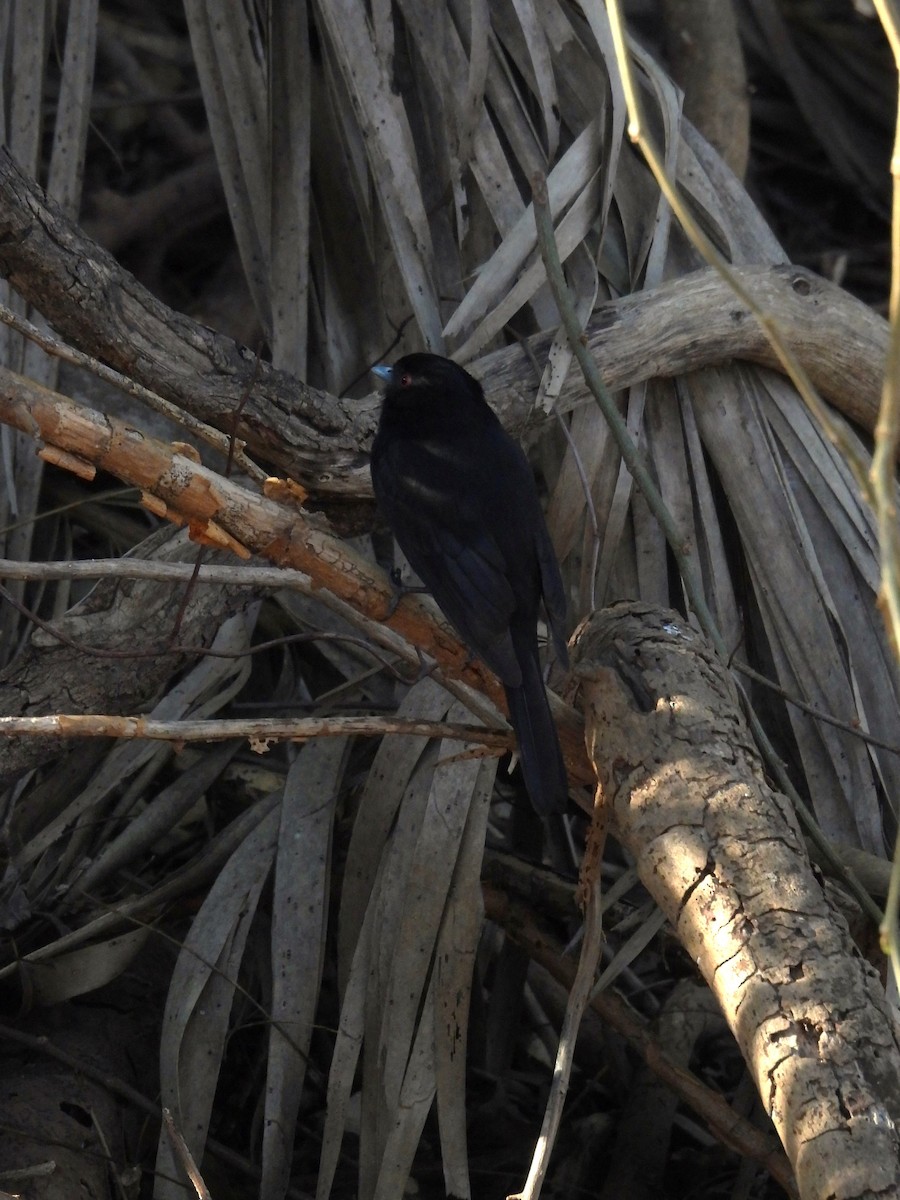 Blue-billed Black-Tyrant - ML623541696