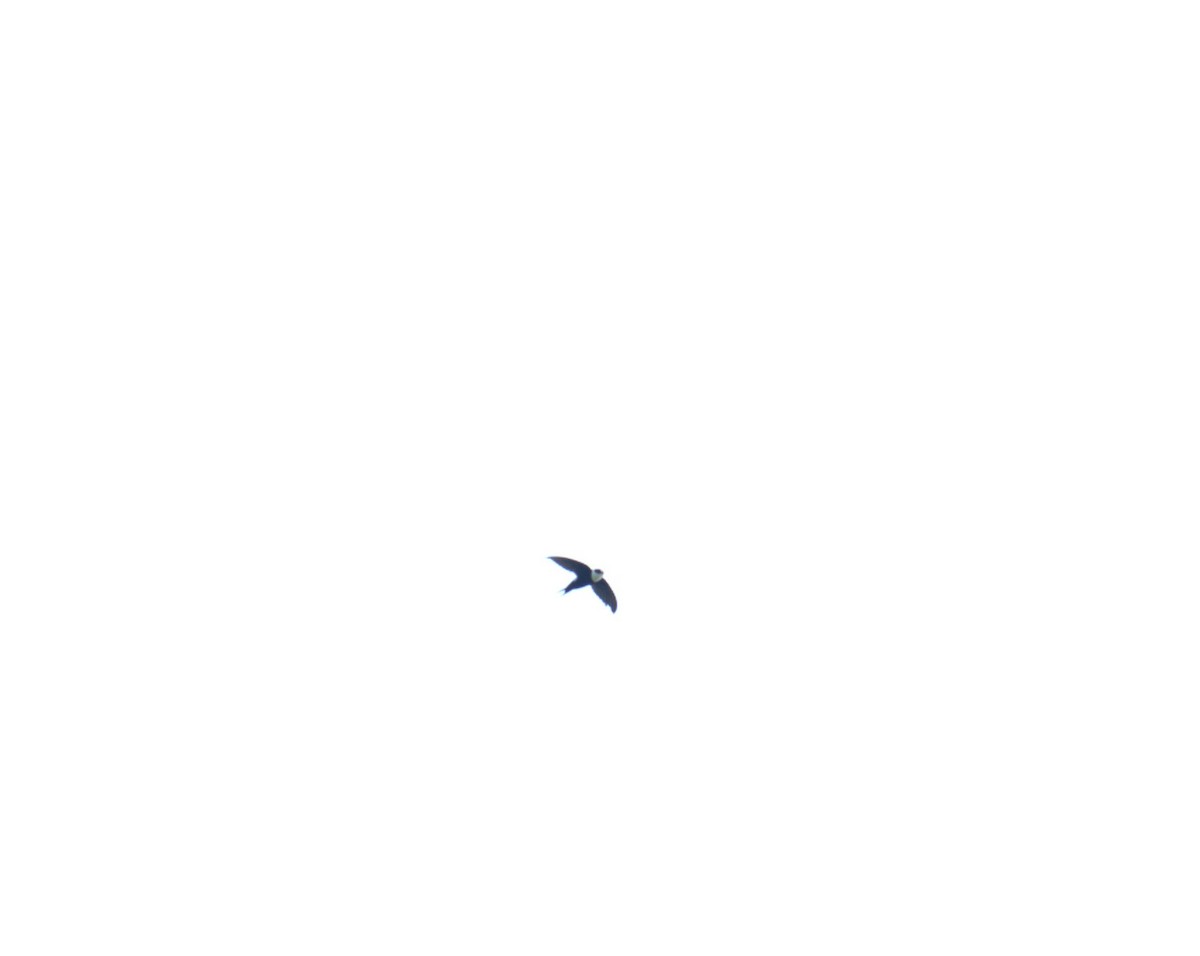 Lesser Swallow-tailed Swift - ML623541705