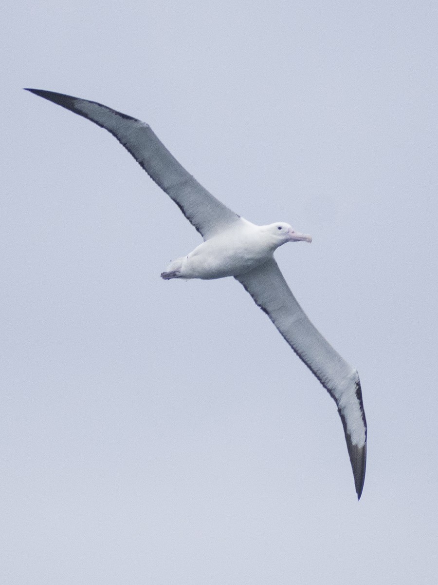 Southern Royal Albatross - ML623541709