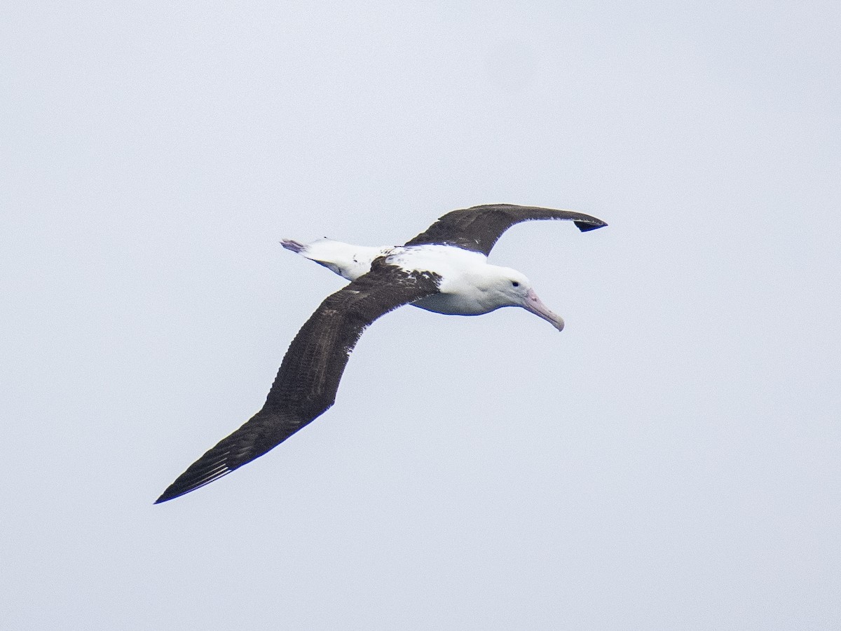 Southern Royal Albatross - ML623541710