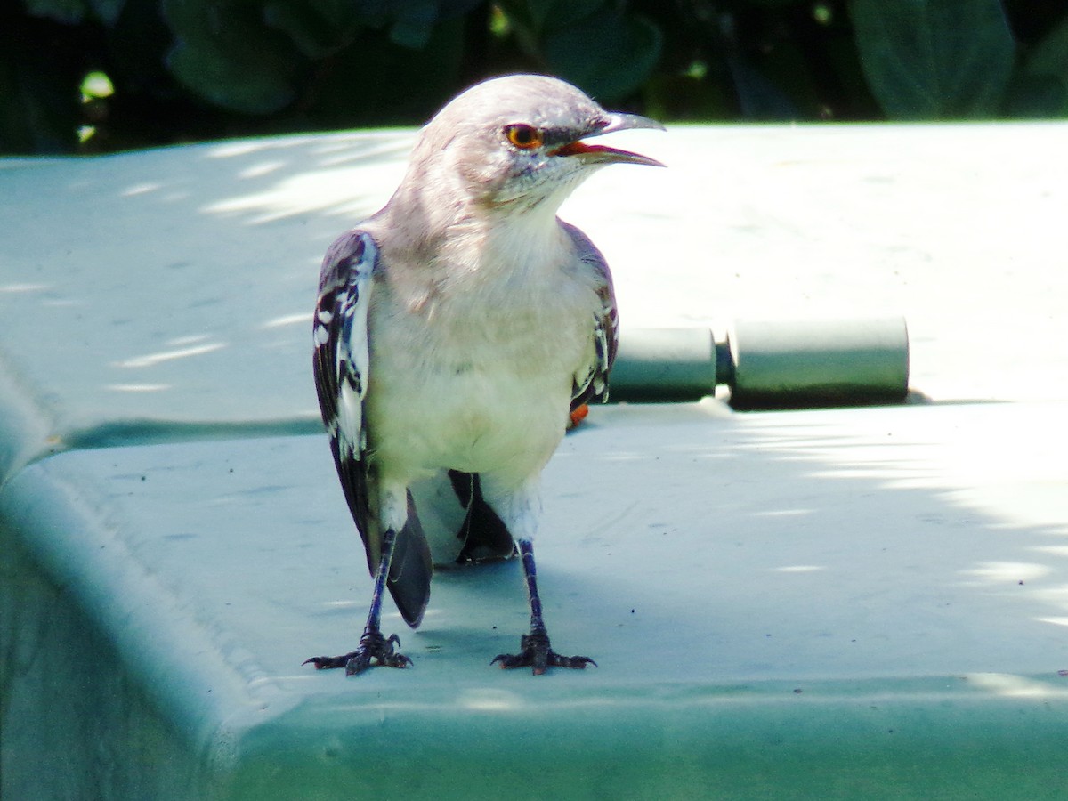 Northern Mockingbird - ML623541722