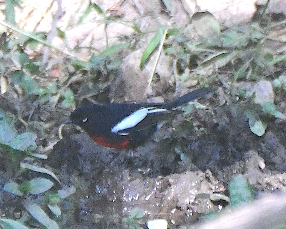 Painted Redstart - ML623541732