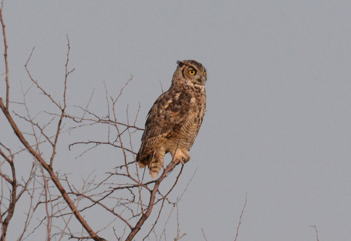 Great Horned Owl - ML623541773