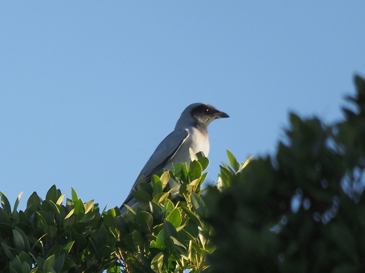 Black-faced Cuckooshrike - ML623541795