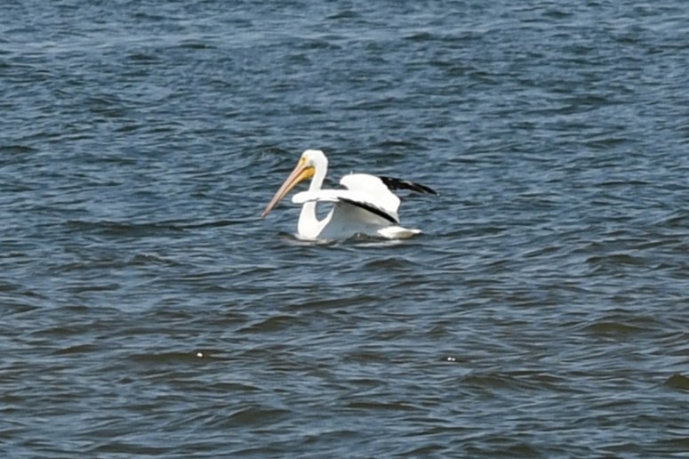 American White Pelican - Carmen Ricer