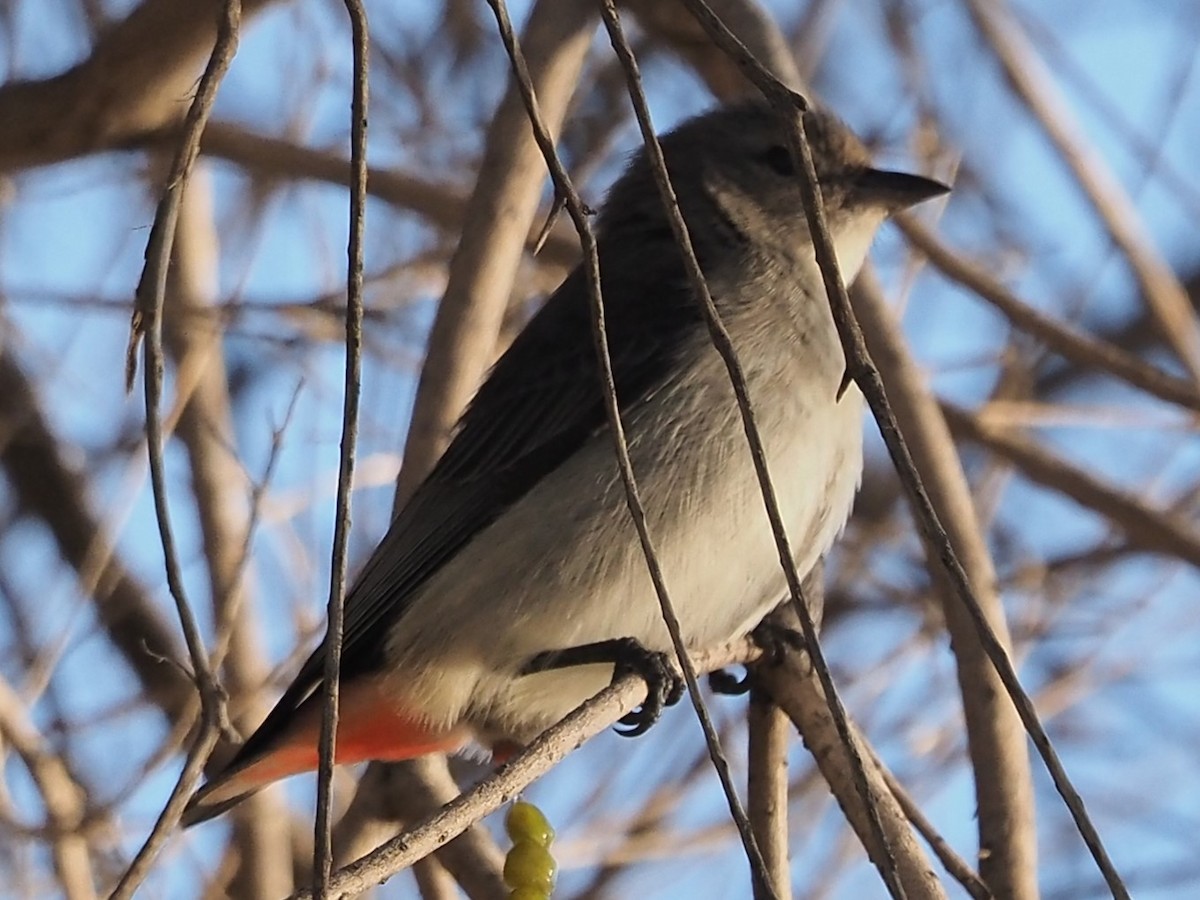 Mistletoebird - ML623541810