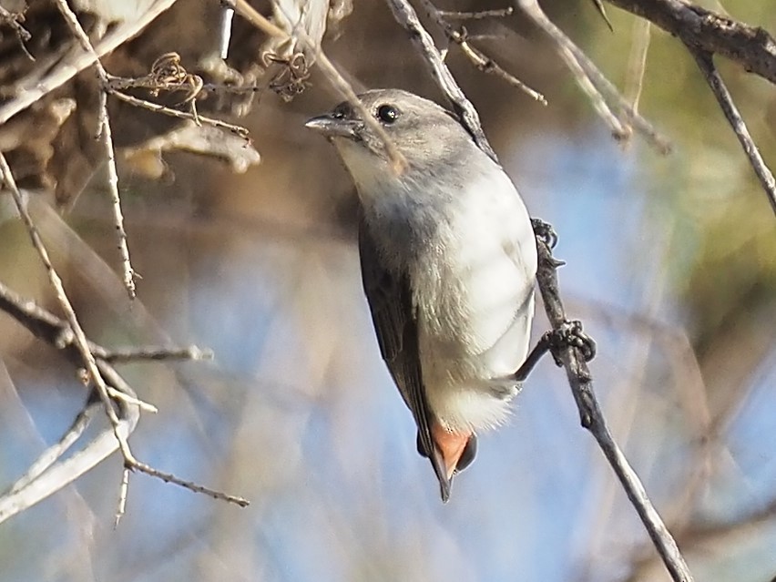 Picaflores Golondrina - ML623541811