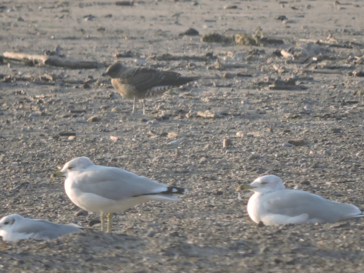 Long-tailed Jaeger - Mike Morgante