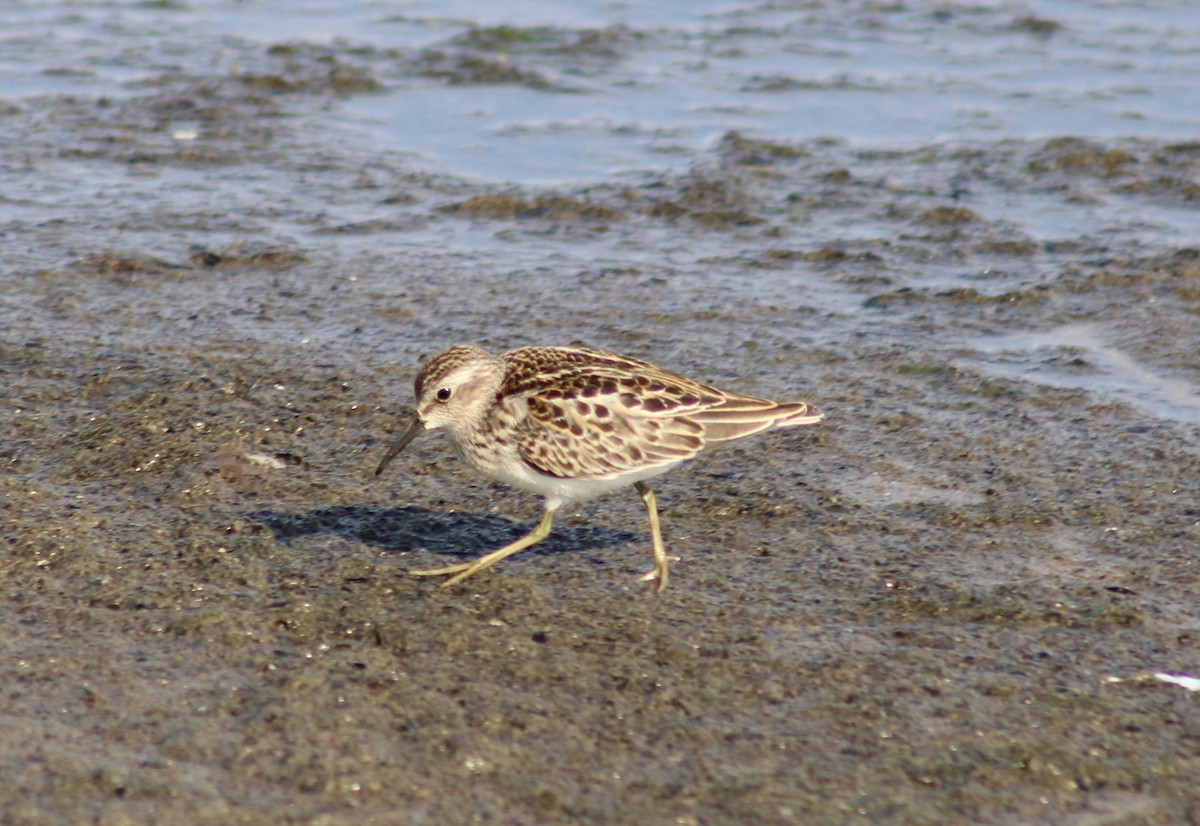 Wiesenstrandläufer - ML623541860