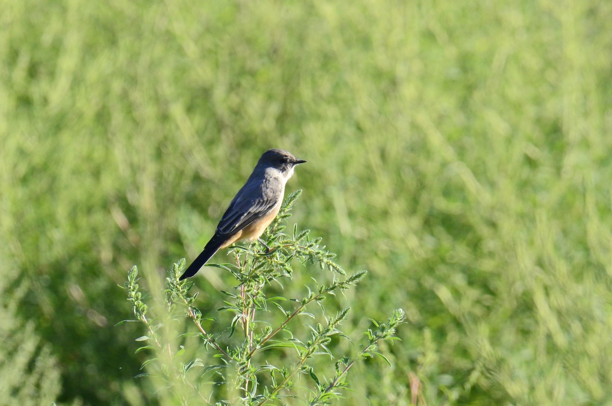 Say's Phoebe - ML623541897