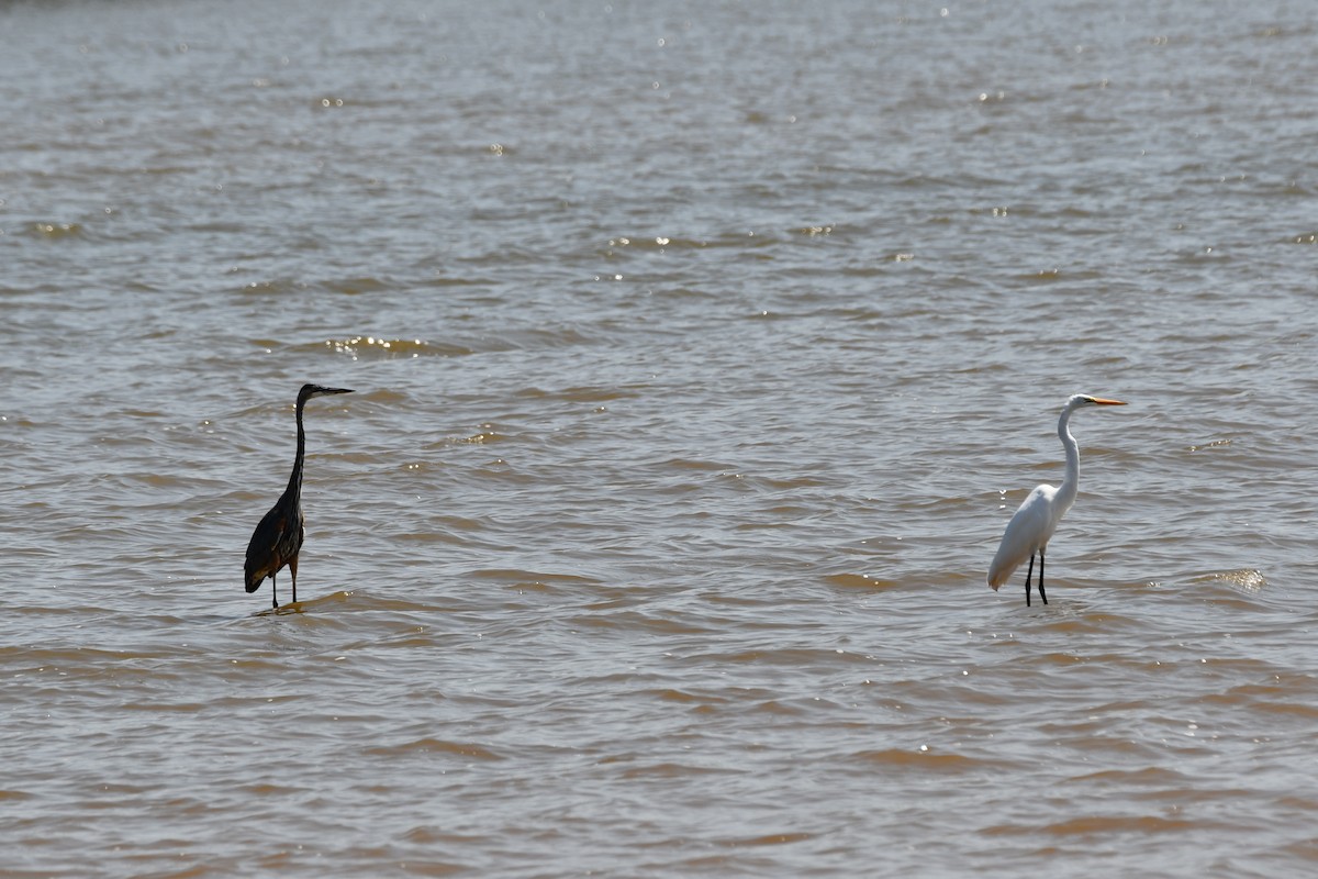 Great Blue Heron - Carmen Ricer