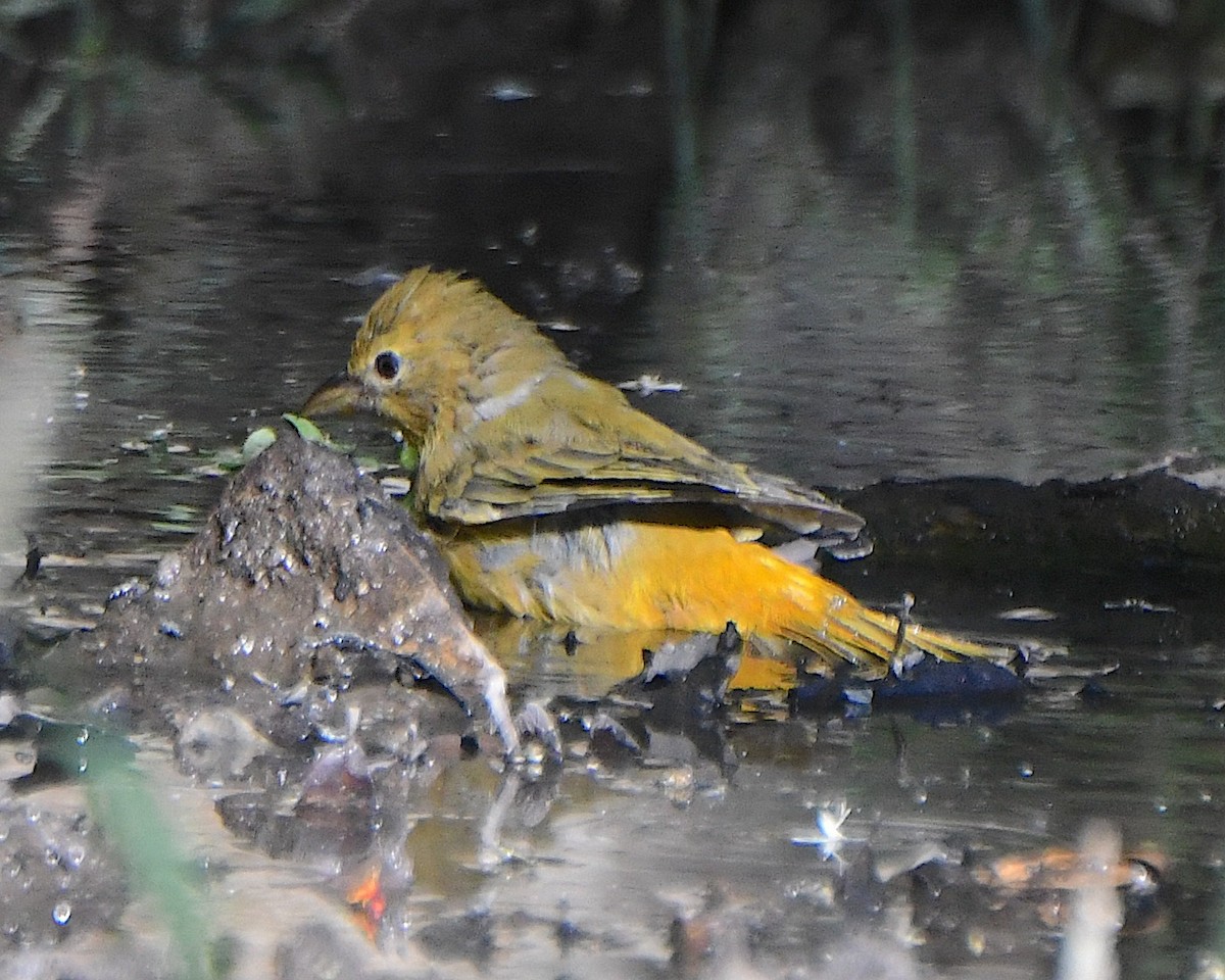 Summer Tanager - ML623541965