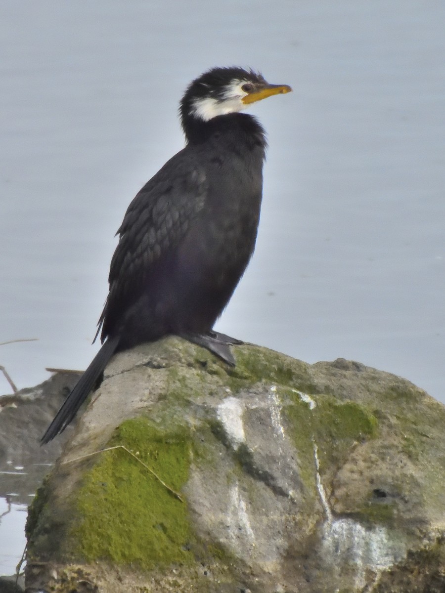 Little Pied Cormorant - ML623541989