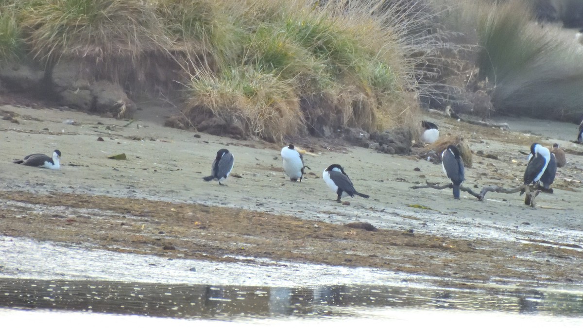 Little Pied Cormorant - ML623542020