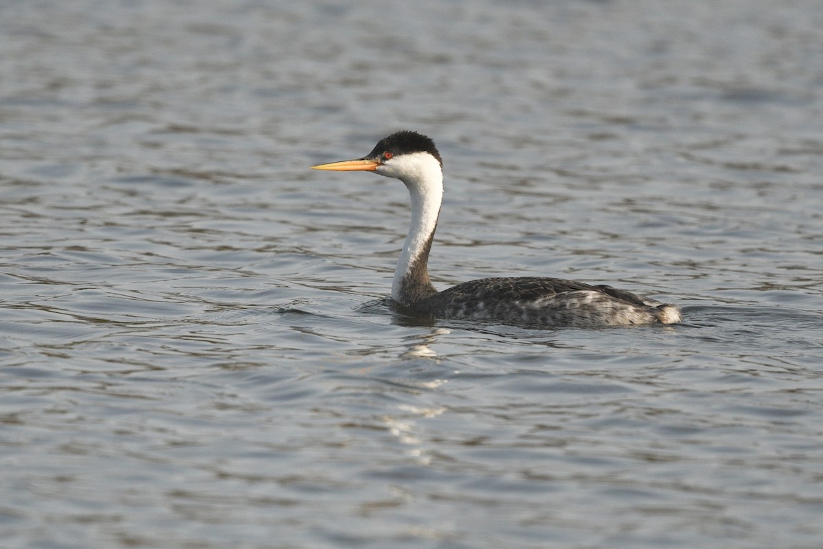 Western x Clark's Grebe (hybrid) - ML623542036