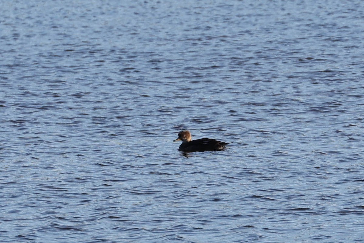 Hooded Merganser - ML623542039