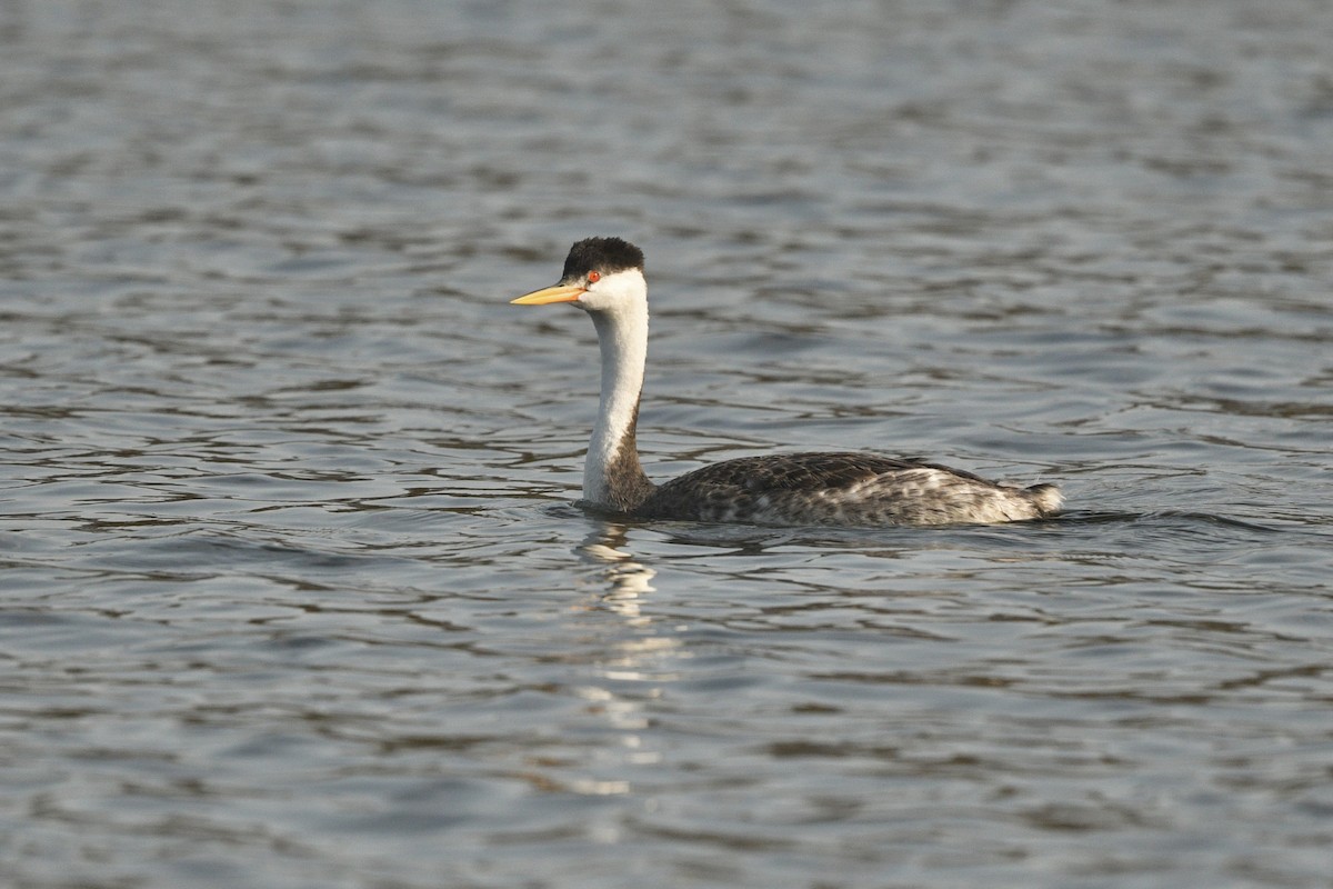 Western x Clark's Grebe (hybrid) - ML623542040