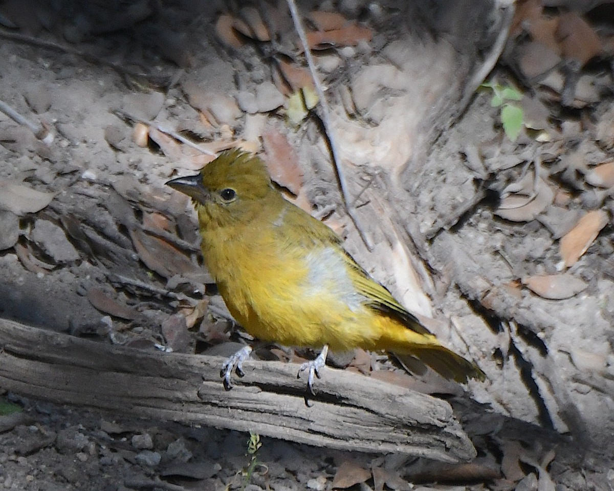 Summer Tanager - ML623542042