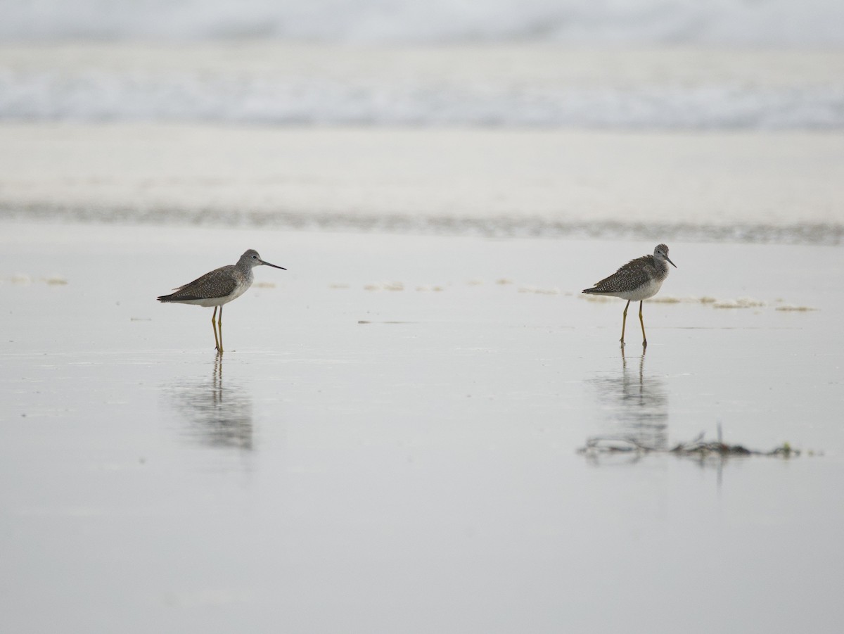 Greater Yellowlegs - ML623542048