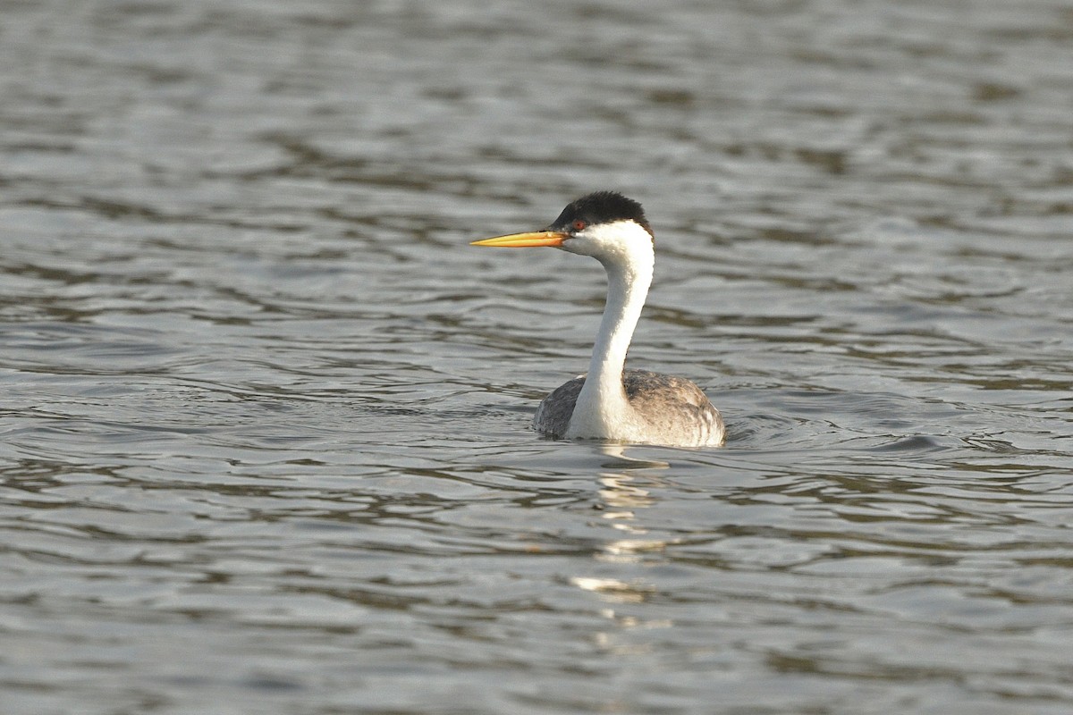 Western x Clark's Grebe (hybrid) - ML623542054