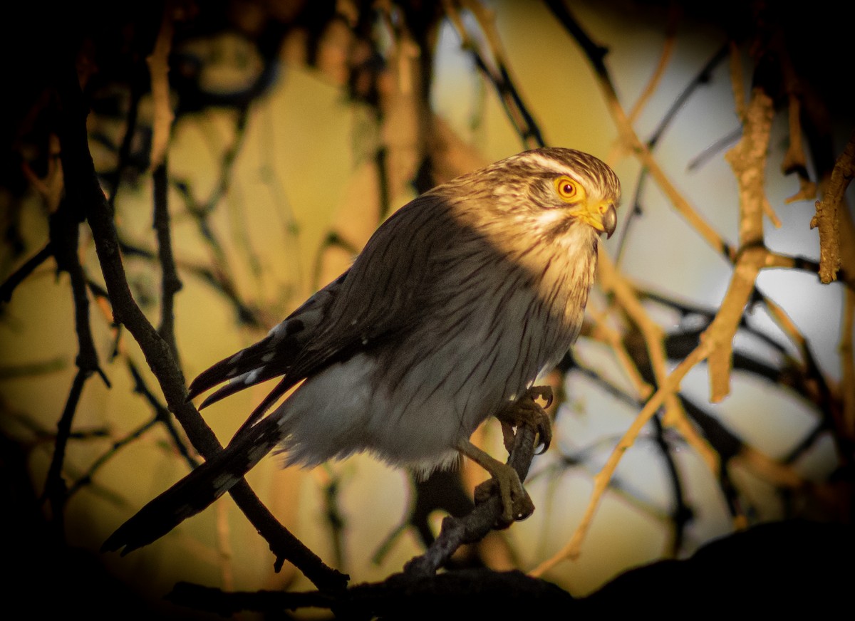 Spot-winged Falconet - ML623542056